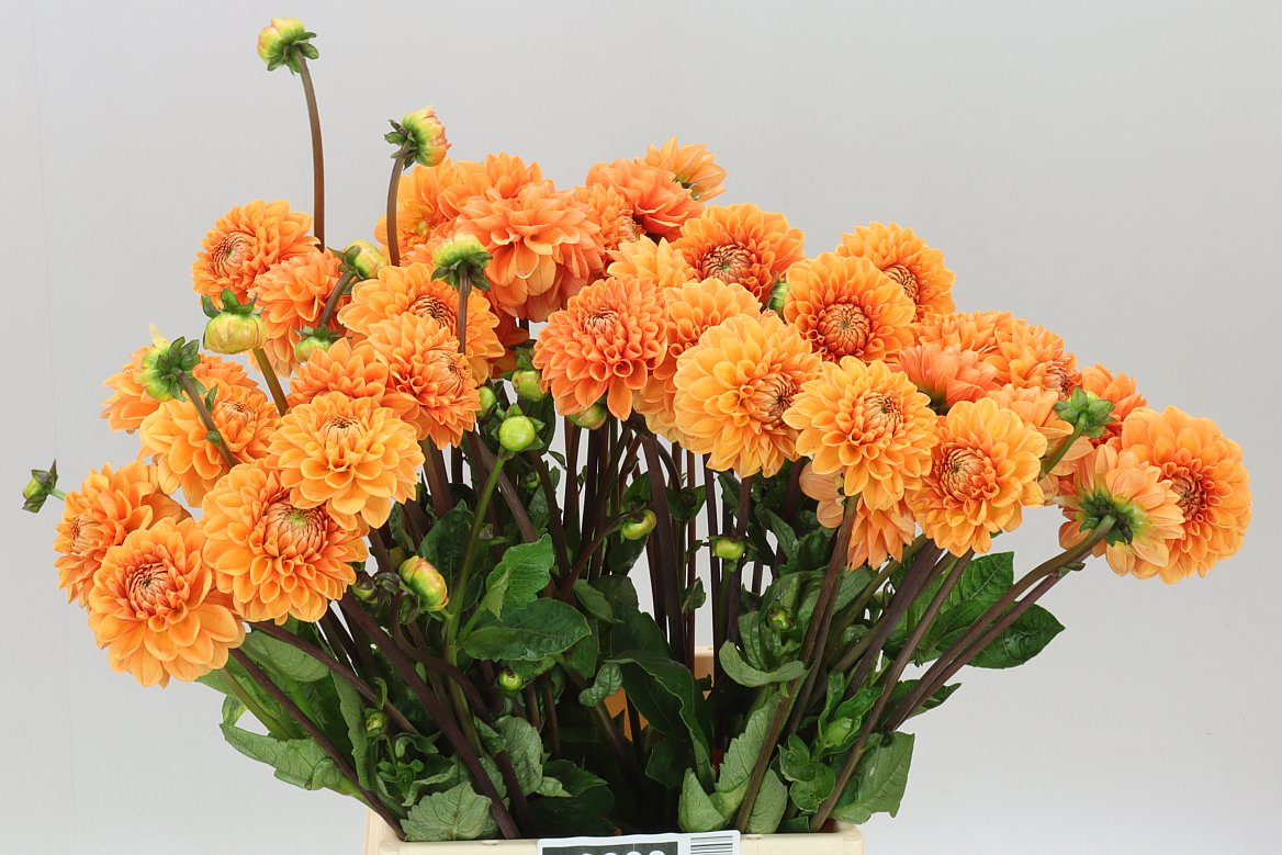 Dahlia Sylvia