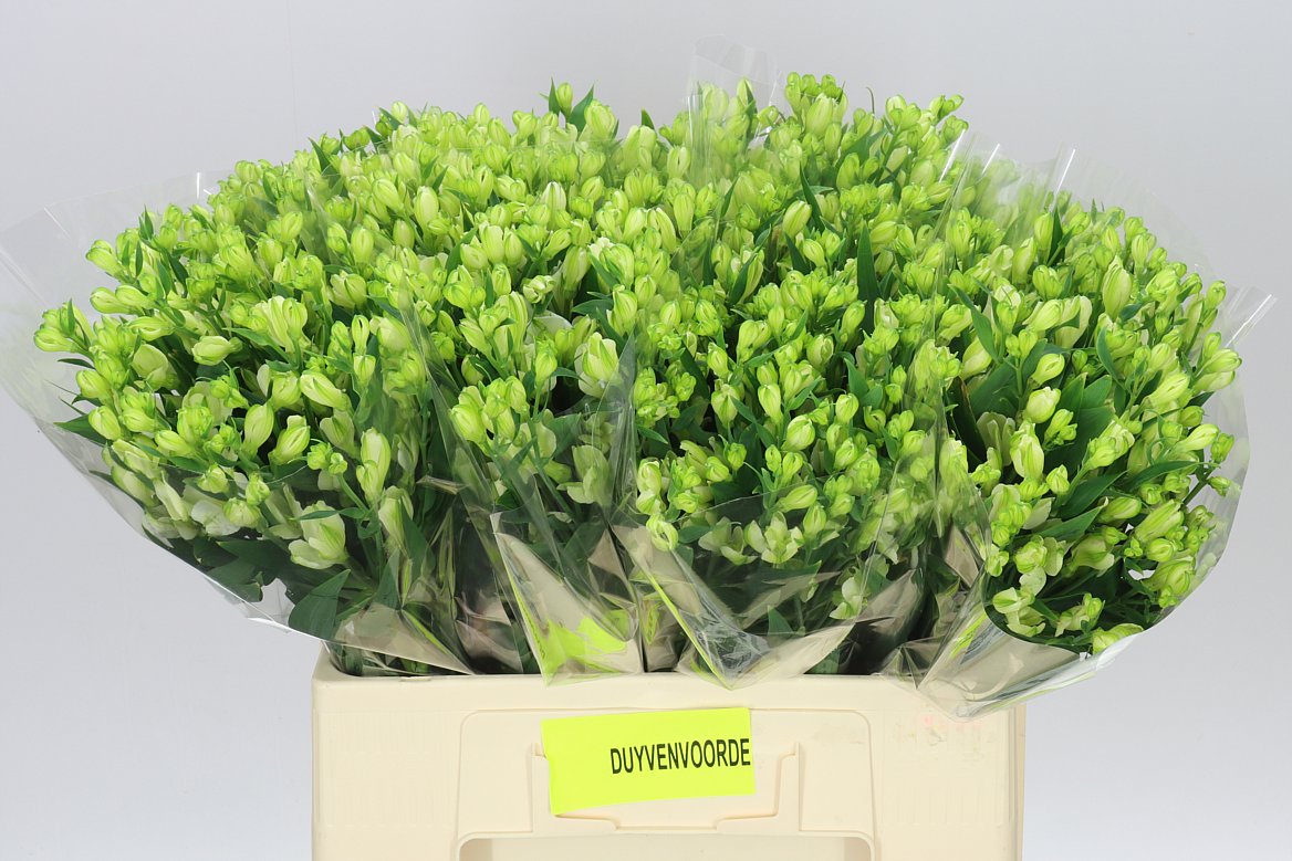 Alstro White Pearls