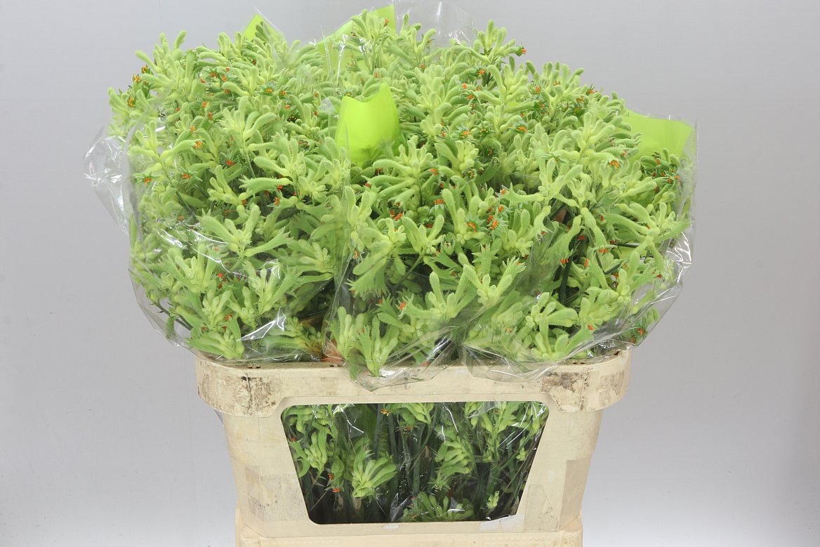 Anigozanthos Green