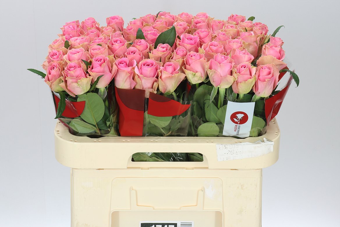 Rosa Gr Wham