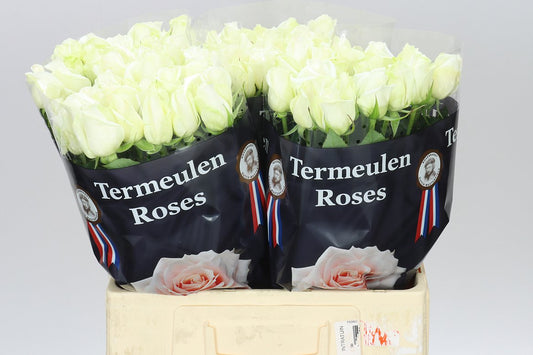 Rosa Gr Akito