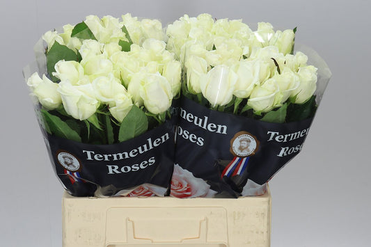 Rosa Gr Akito