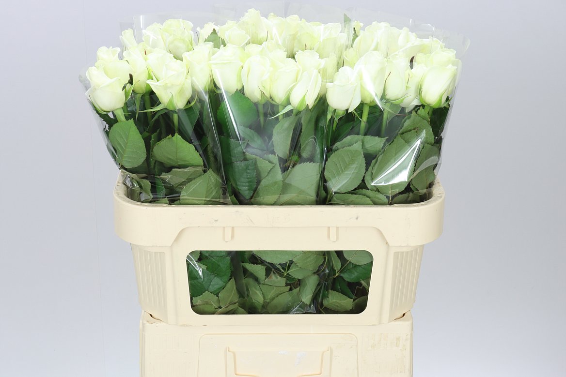Rosa Gr Akito