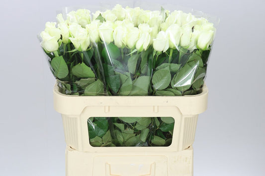 Rosa Gr Akito