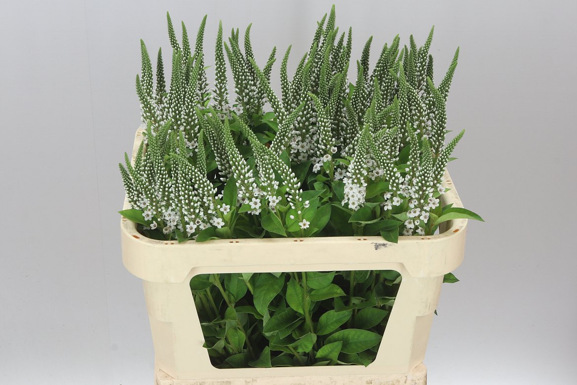 Lysimachia Elisabeth