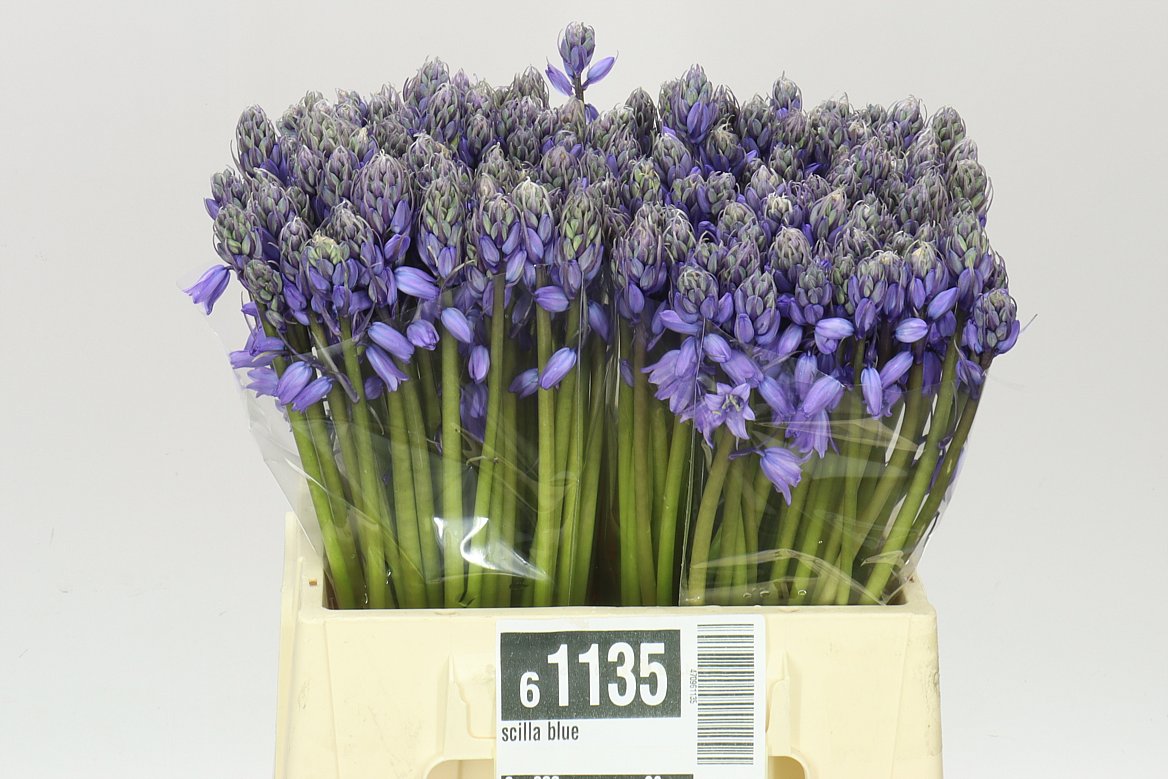 Scilla Blue