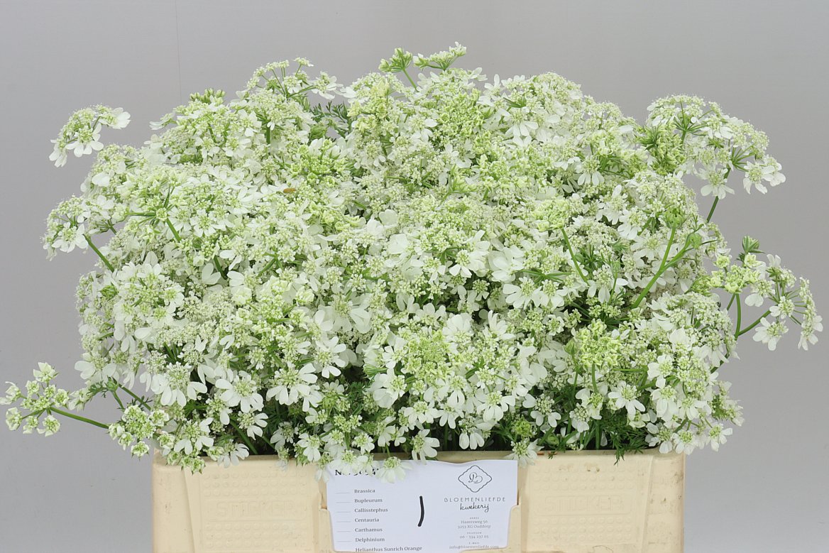 Orlaya Grandflora White