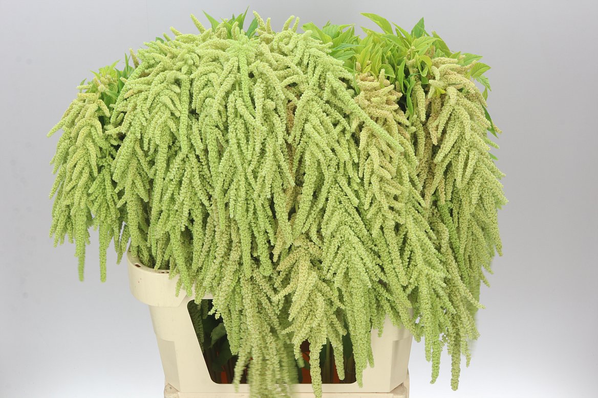 Amaranthus Trails Viridis