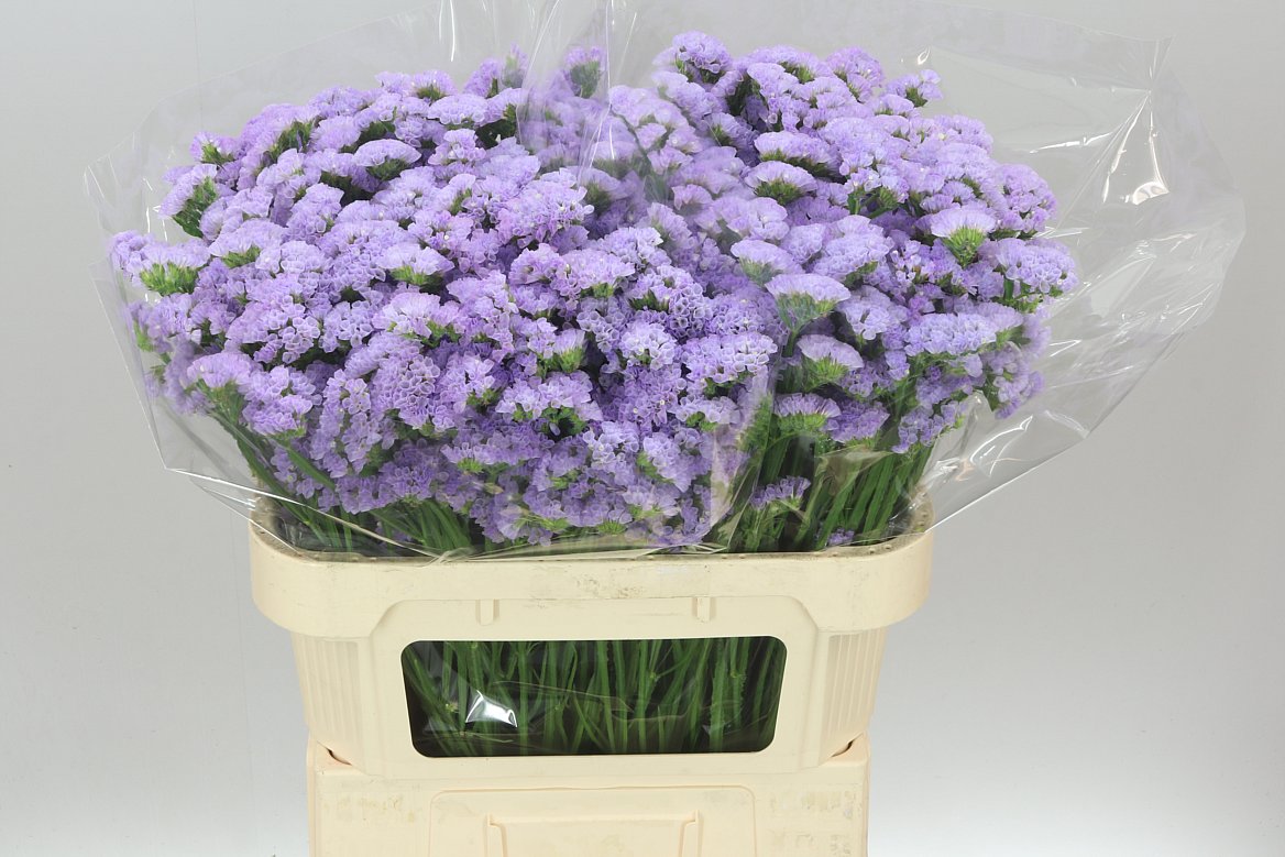 Lim. Statice Lilac