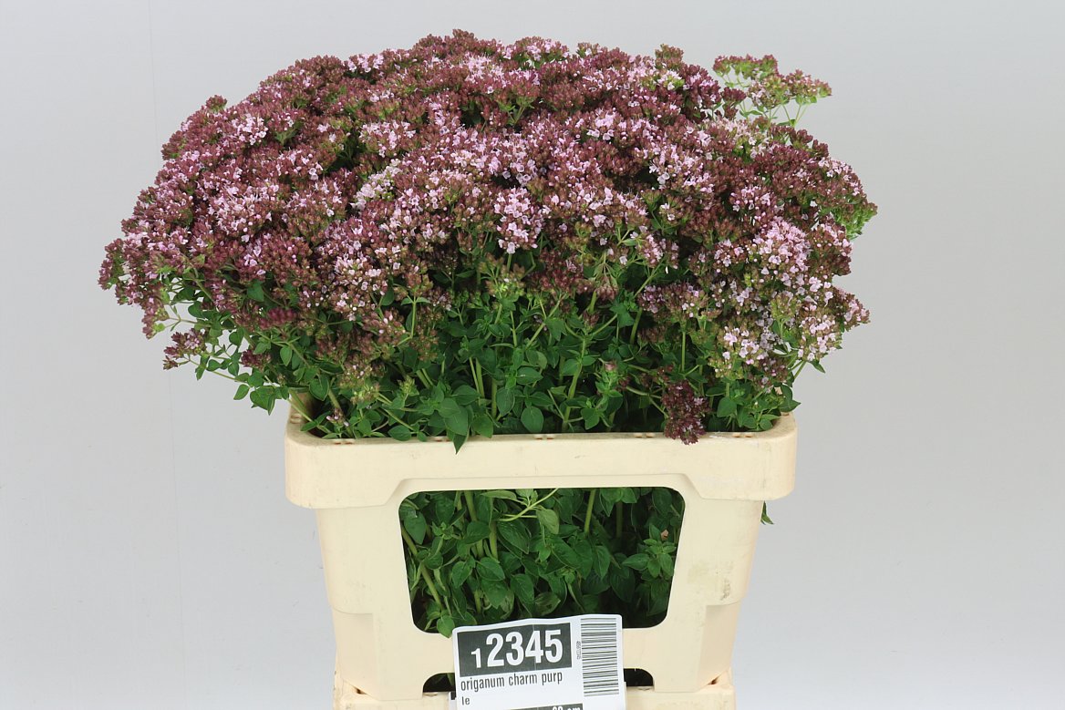 Origanum Charm Purple