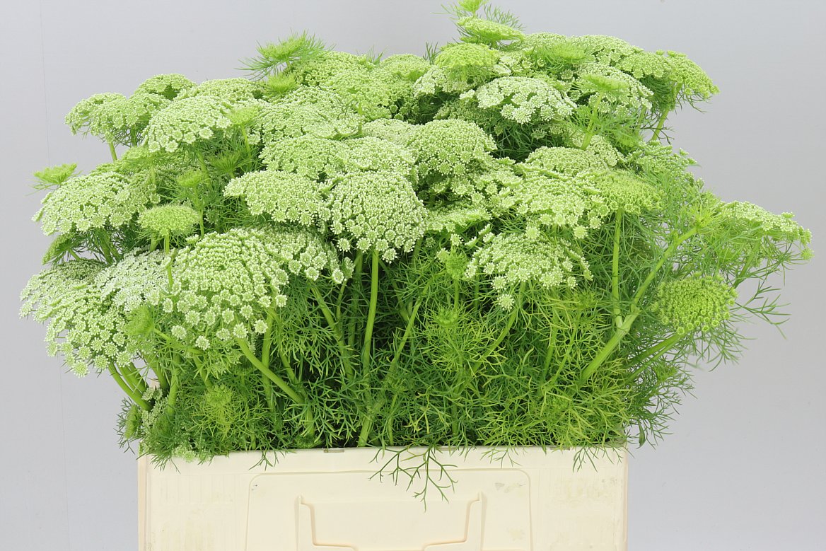 Ammi Visnaga