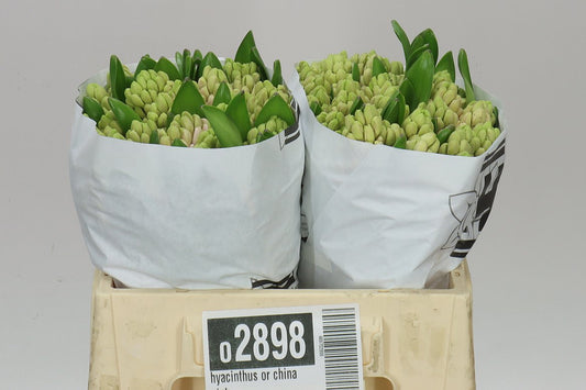 Hyacinthus Pale Pink