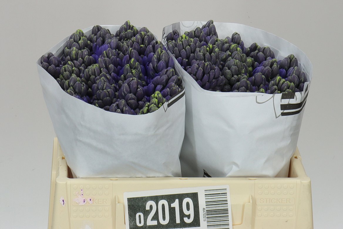 Hyacinthus Blue