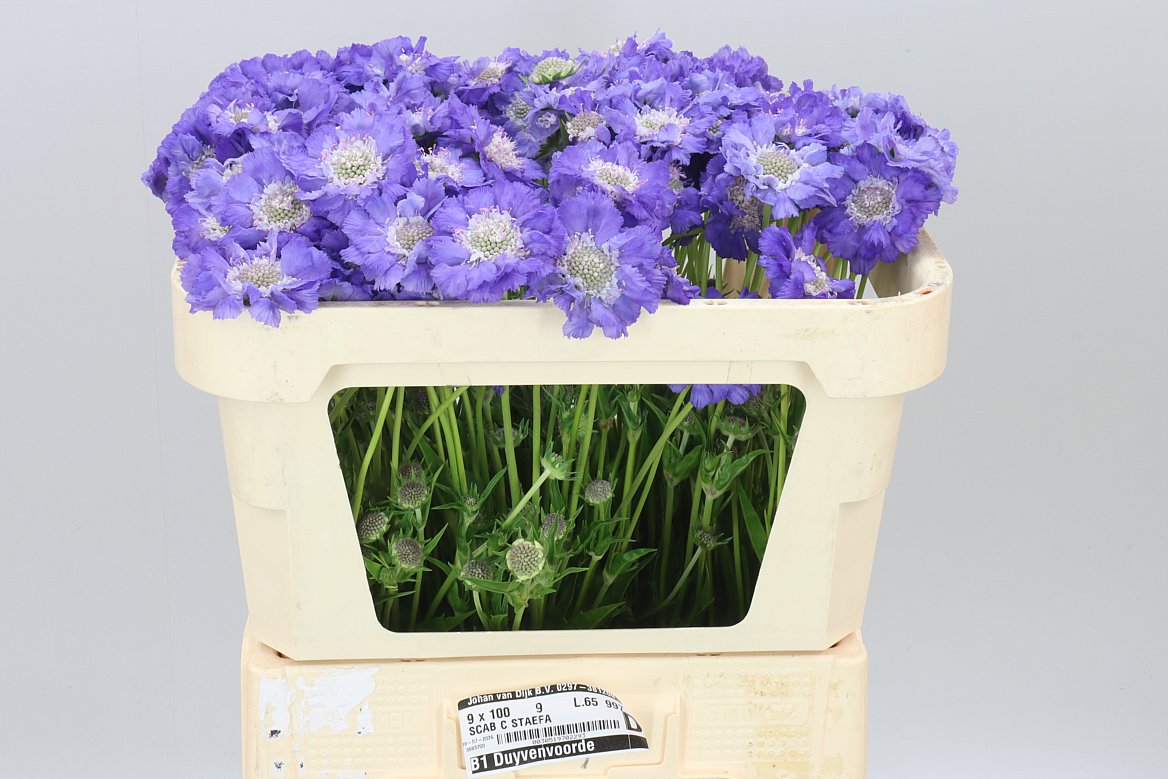 Scabiosa Staefa