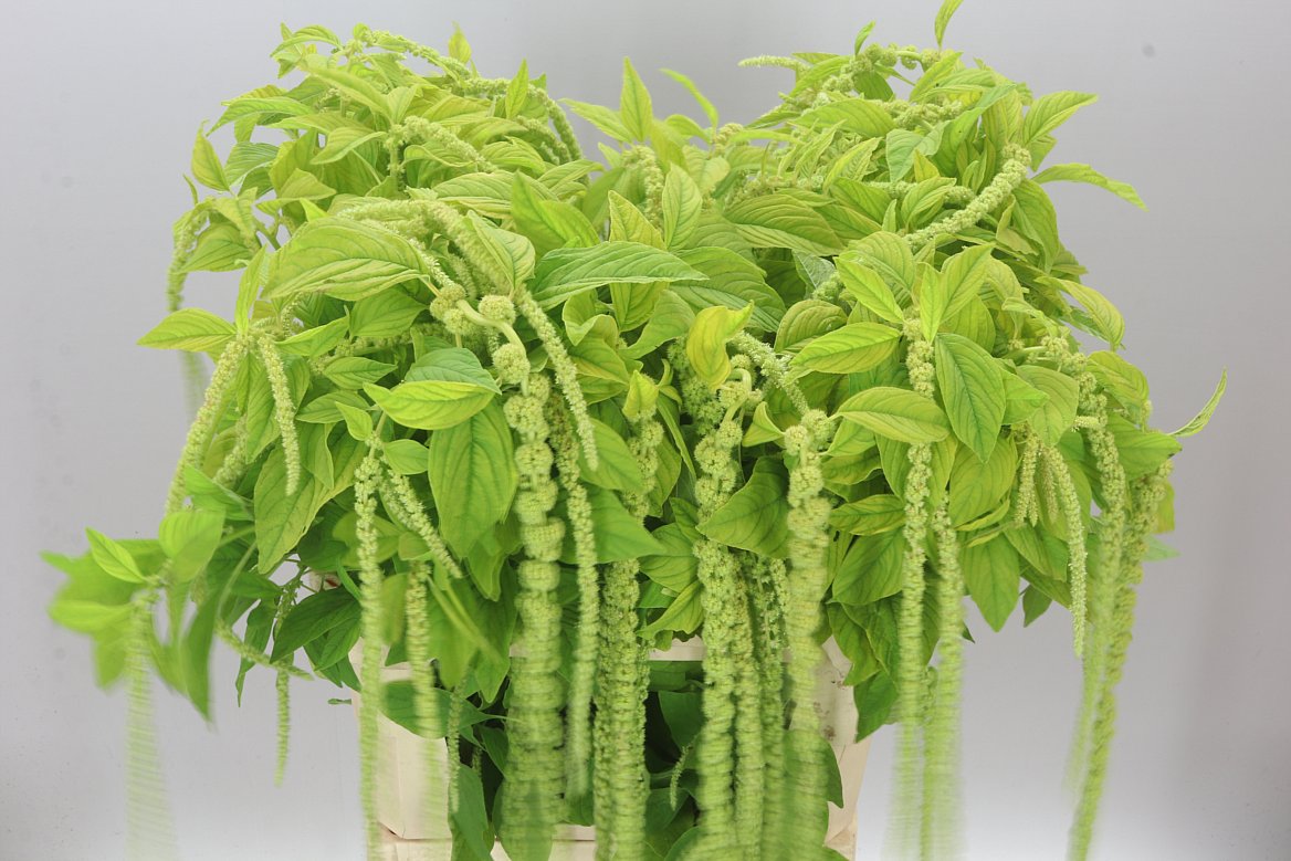 Amaranthus Ca Green Pearl
