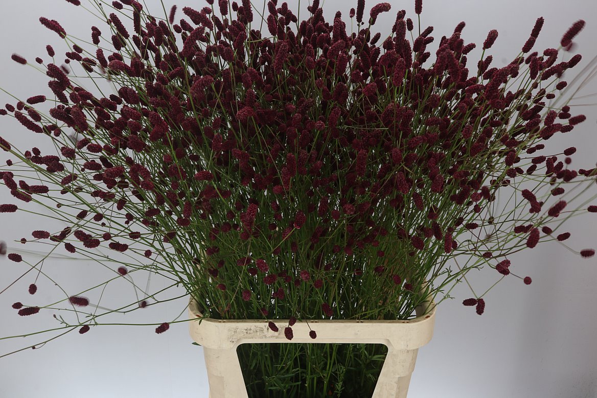 Sanguisorba Off Dark
