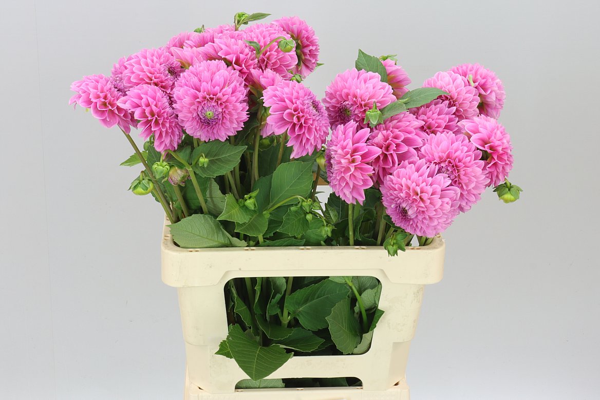 Dahlia Sweet Fabienne