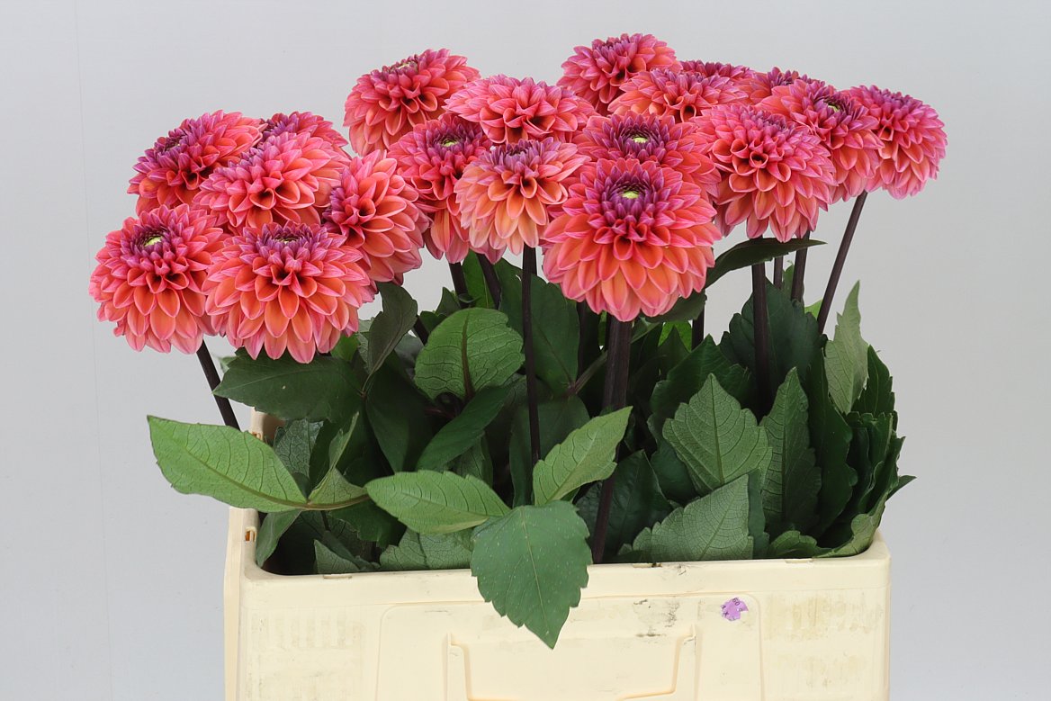 Dahlia Daisy Duke Ex