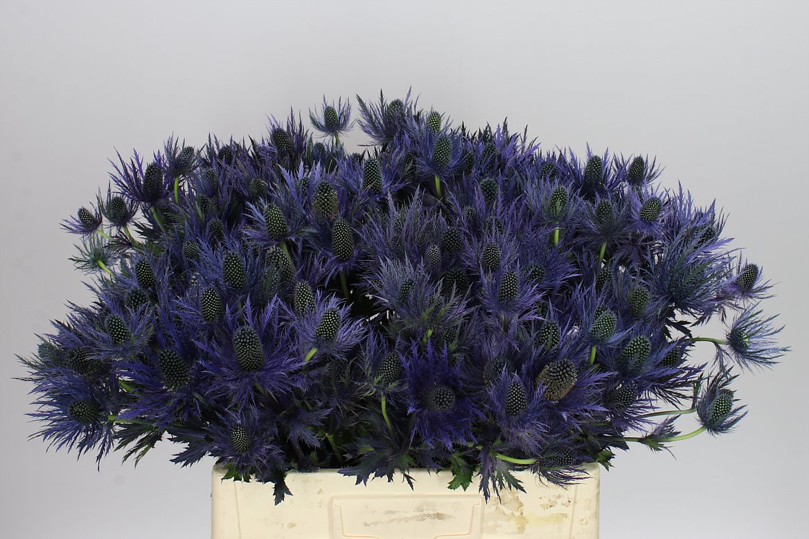 Eryngium Alpinum