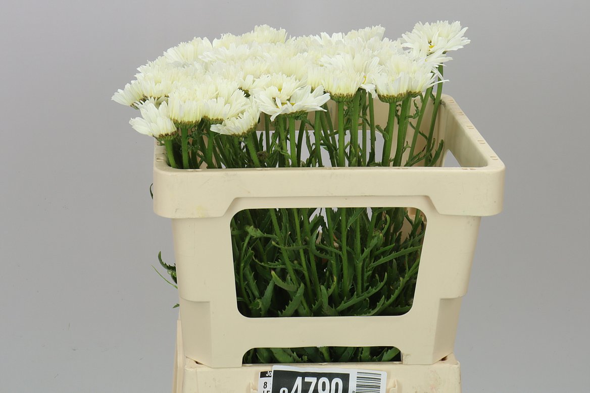 Leucanthemum Vulg