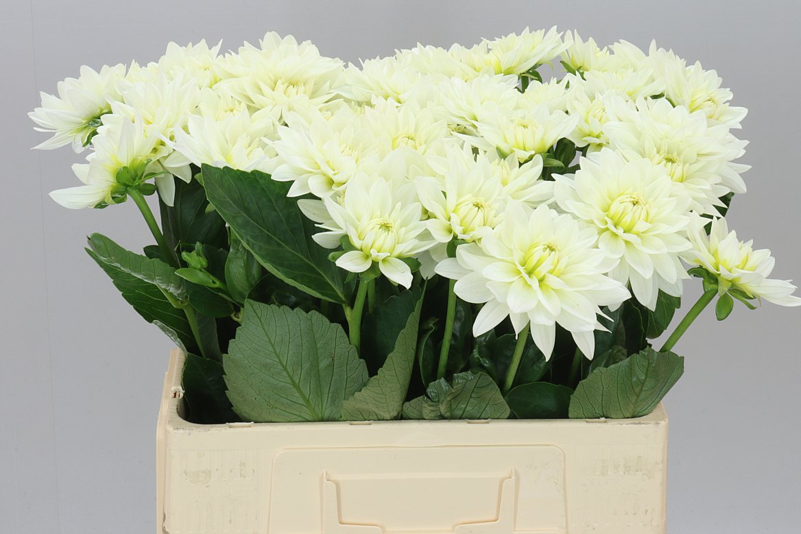 Dahlia Maarten Zwaan Ex