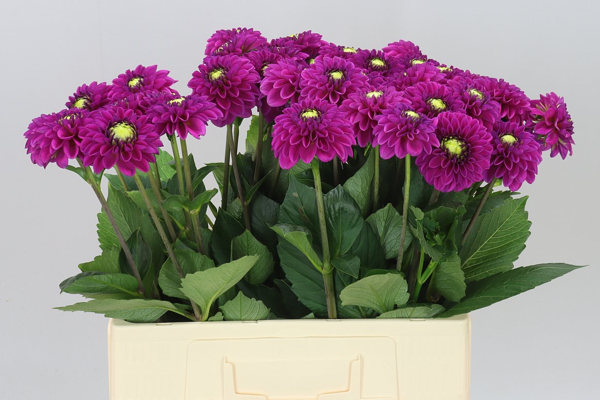 Dahlia Purple Fox Ex