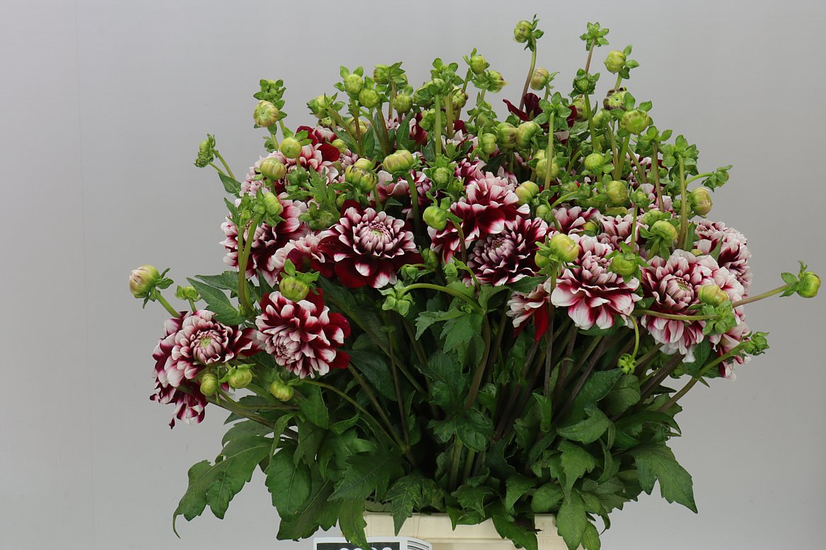 Dahlia Checkers