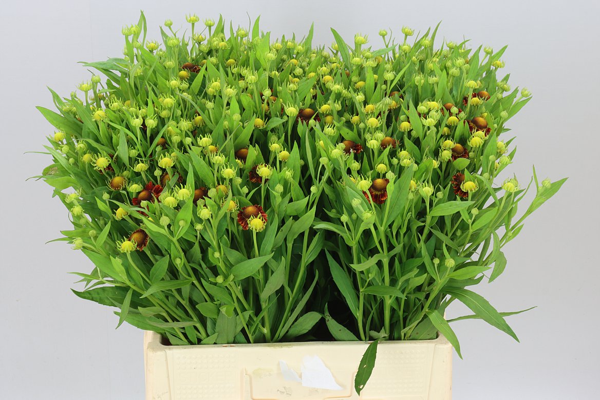 Helenium Autumn Fire