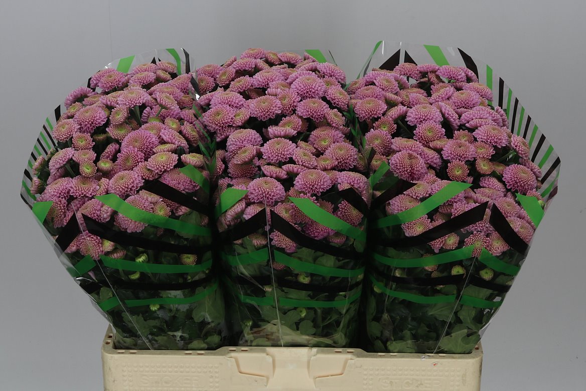 Chr San Ellison Sweet