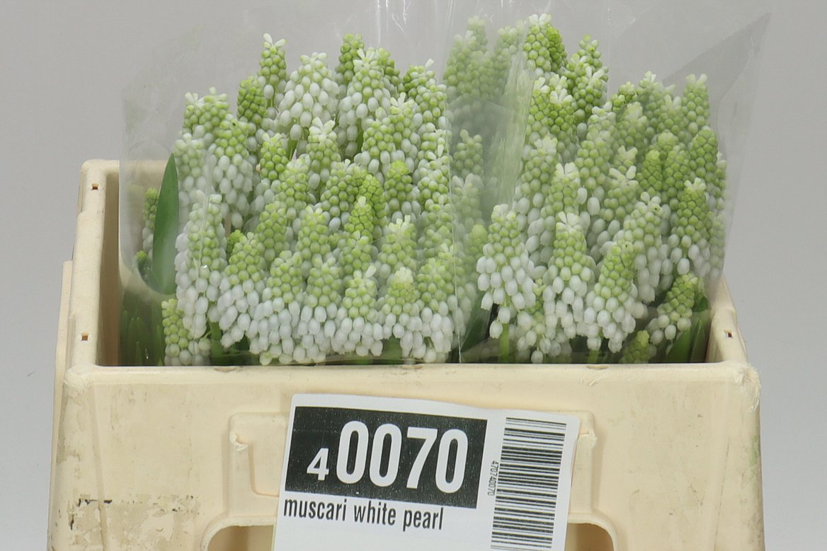 Muscari White Pearl
