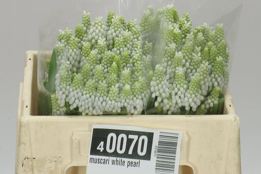Muscari White Pearl