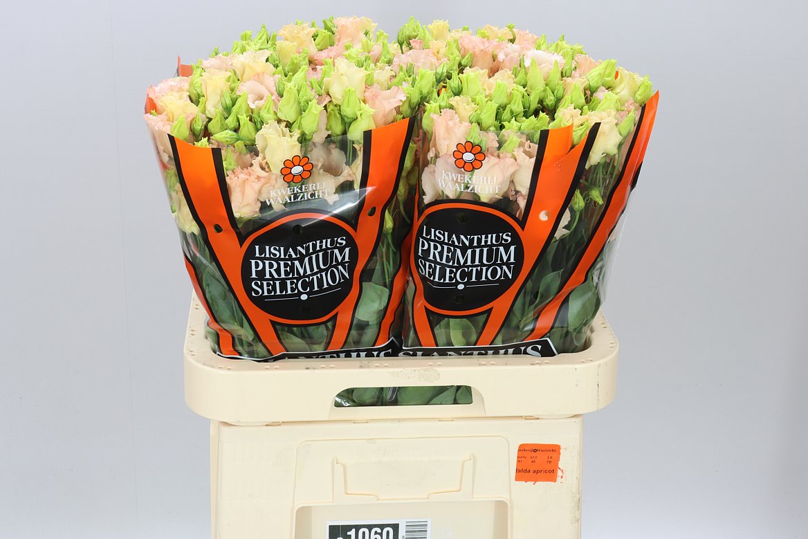 Eust E Falda Apricot Ex