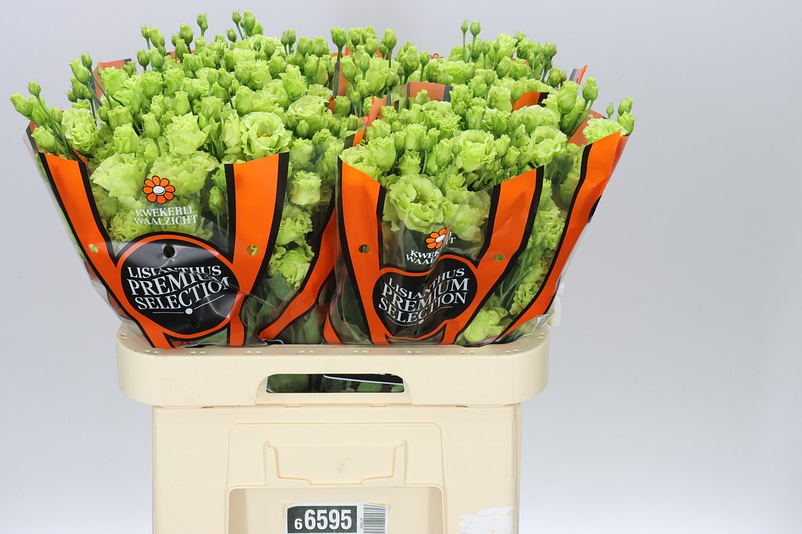 Eust Du Rosanne Bright Green Ex
