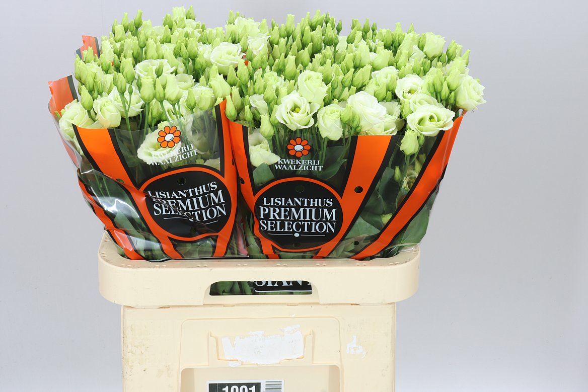 Eust Du Rosita Green Ex
