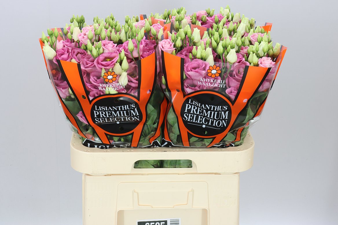 Eust Du Rosita Pink Ex