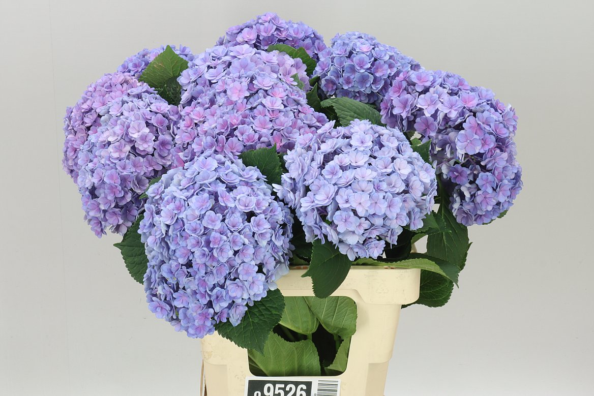 Hyd Luxor Blue
