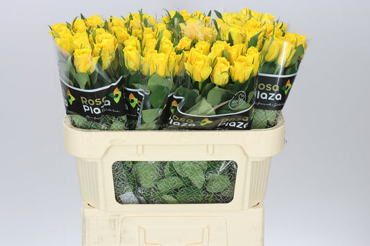 Rosa Gr Jackpot