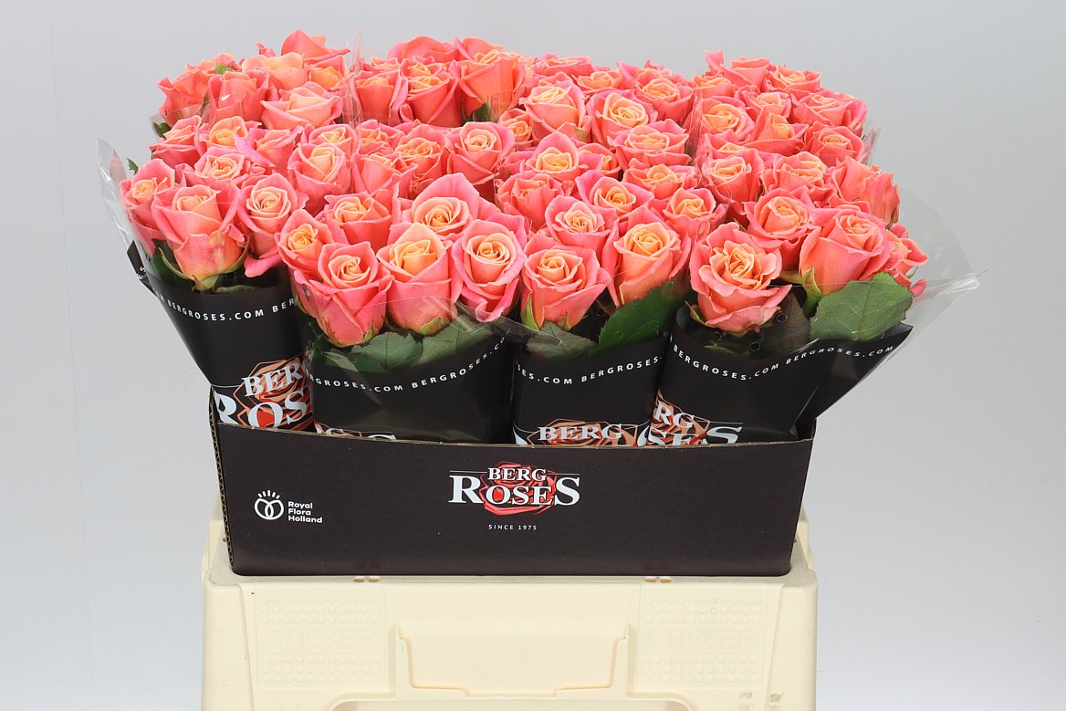 Rosa Gr Miss Piggy
