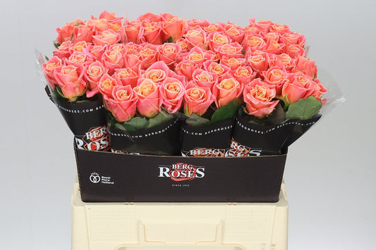 Rosa Gr Miss Piggy