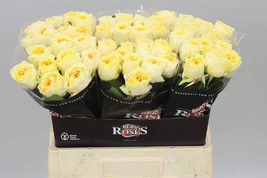 Rosa Gr Buttercup