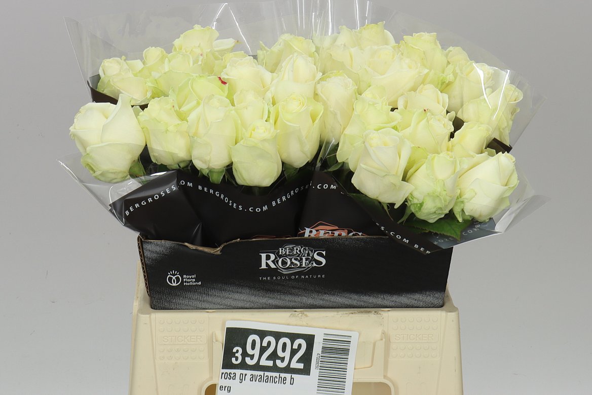 Rosa Gr Avalanche Berg
