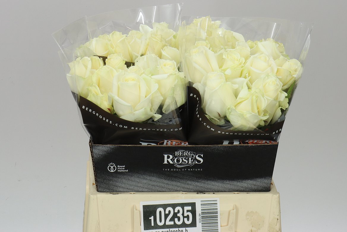 Rosa Gr Avalanche Berg