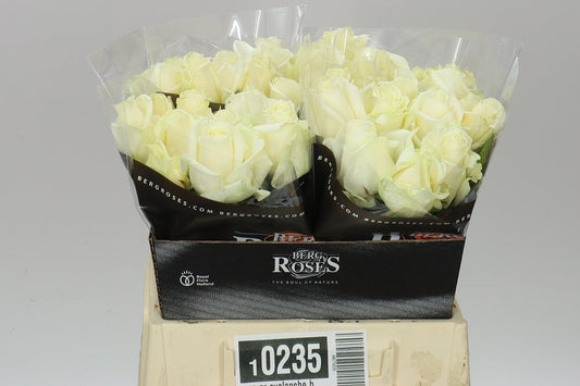 Rosa Gr Avalanche Berg