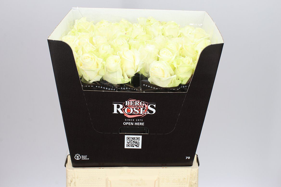 Rosa Gr Avalanche Berg