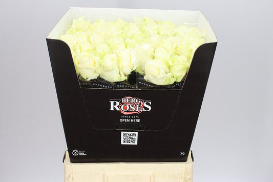 Rosa Gr Avalanche Berg