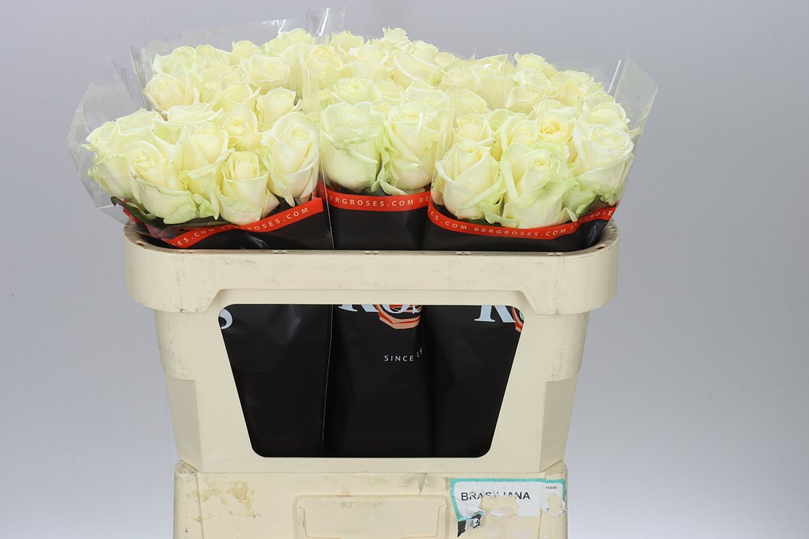 Rosa Gr Avalanche A2 Berg