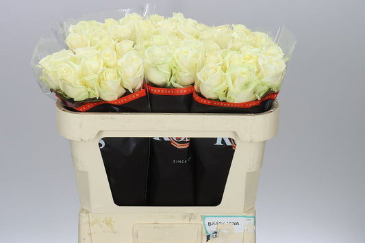 Rosa Gr Avalanche A2 Berg