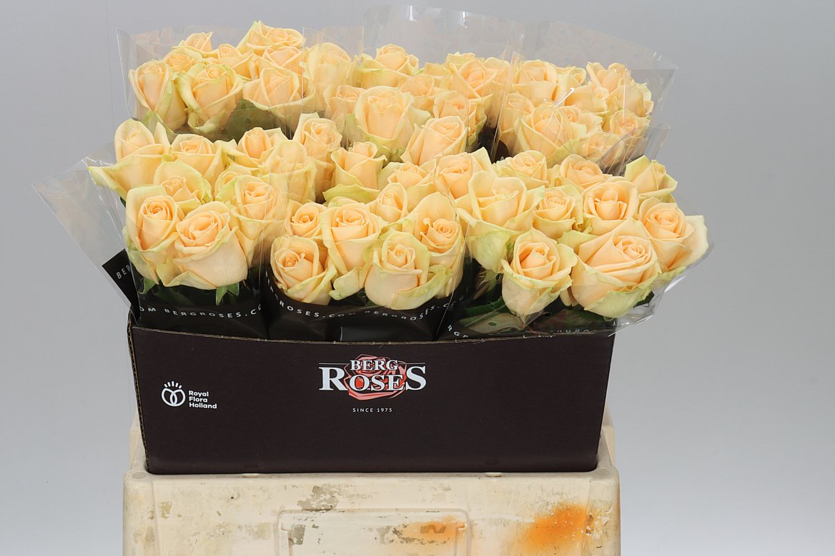 Rosa Gr Avalanche Peach