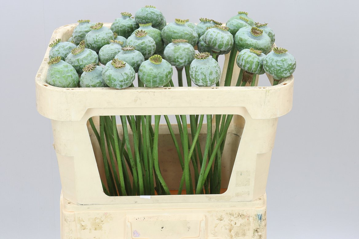 Papaver Seedheads Big