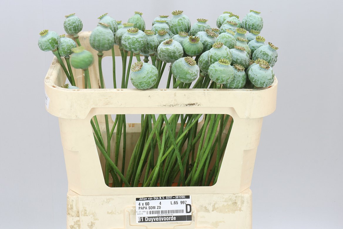 Papaver Seedheads Medium